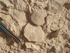 Dammam Formation, Khobar Member, Middle Eocene nummulites